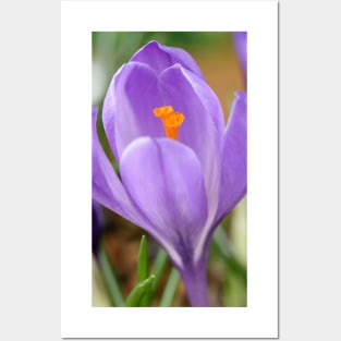 Crocus Posters and Art